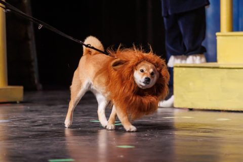 2024 Robin Hood und der falsche König 23