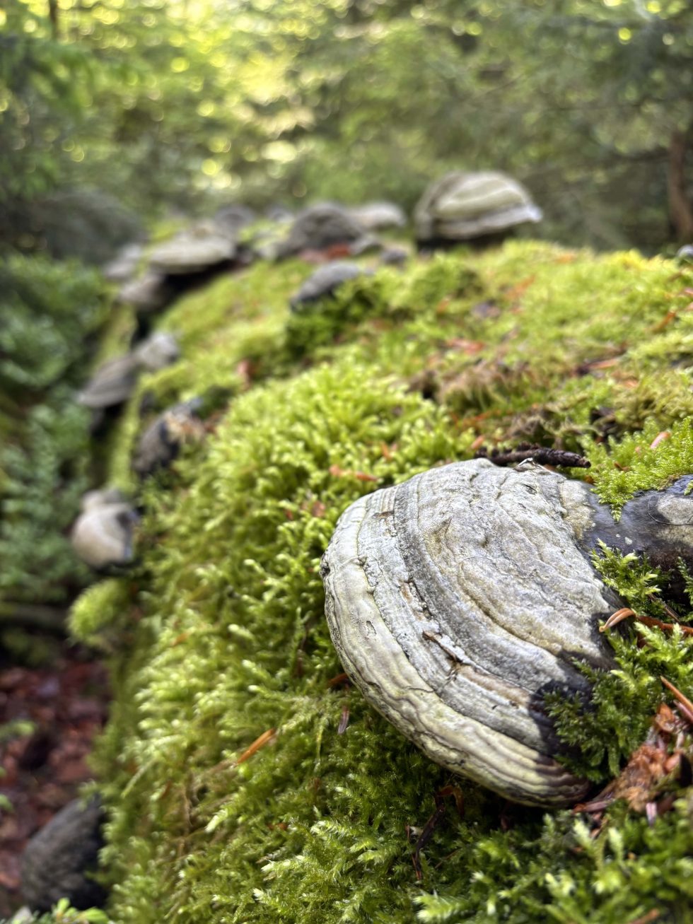 Die Maske Hüttenwochenende Pilze