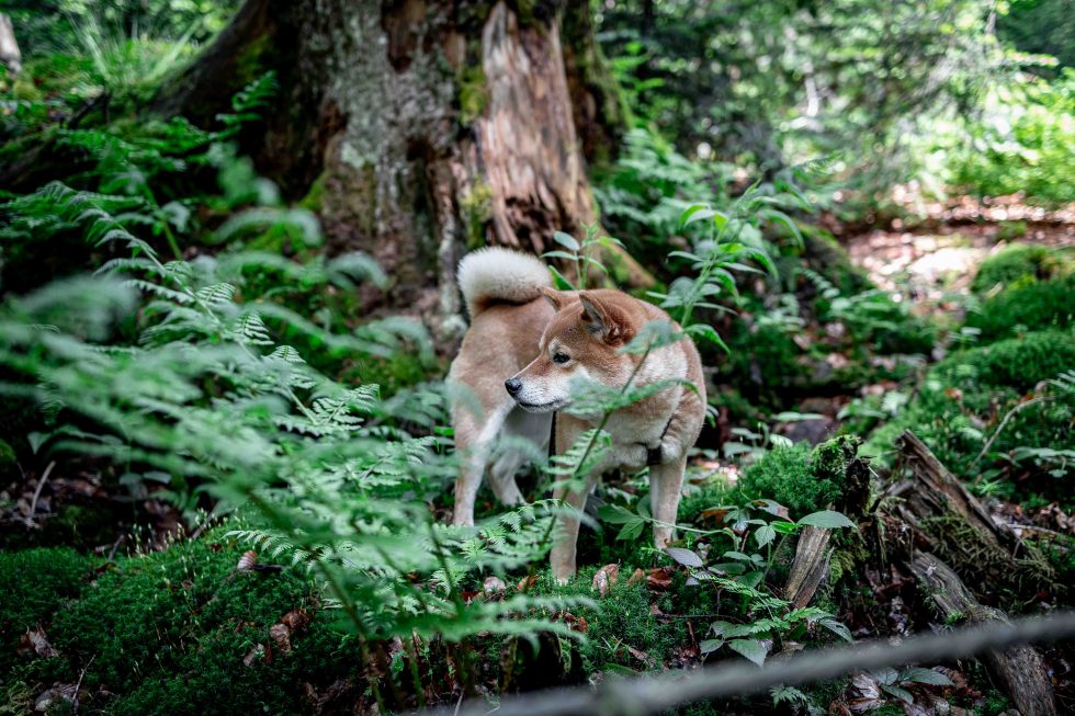 Die Maske Hüttenwochenende Hund